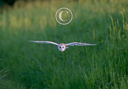 Barn Owl in Flight DM1753
